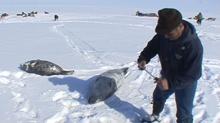 An Inuit quartering a seal with wich will feed to its sled dogs - Nanoq 2007 expedition