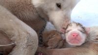 Rescueof two dog`s puppies with minutes of  life