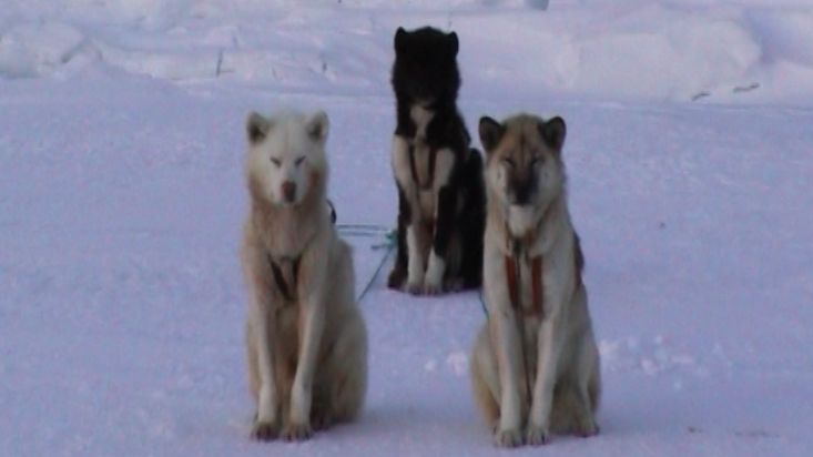 This is how Inuit feed the northernmost dogs of the world 