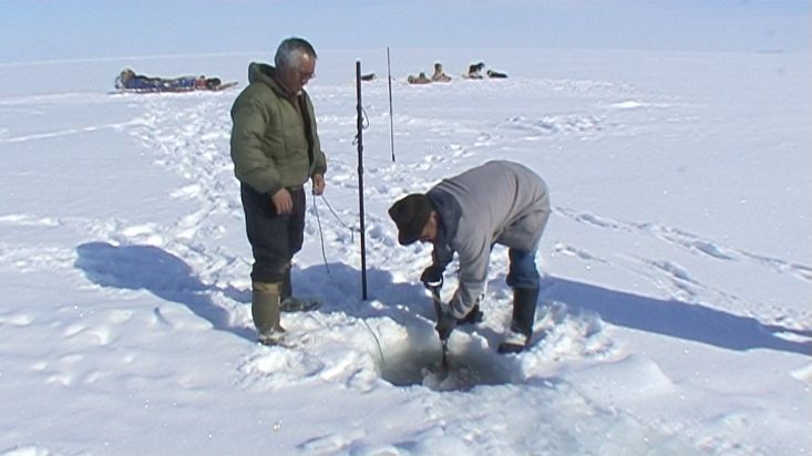 Inuit taking out seals that have fished with the net under the ice - Nanoq 2007 expedition