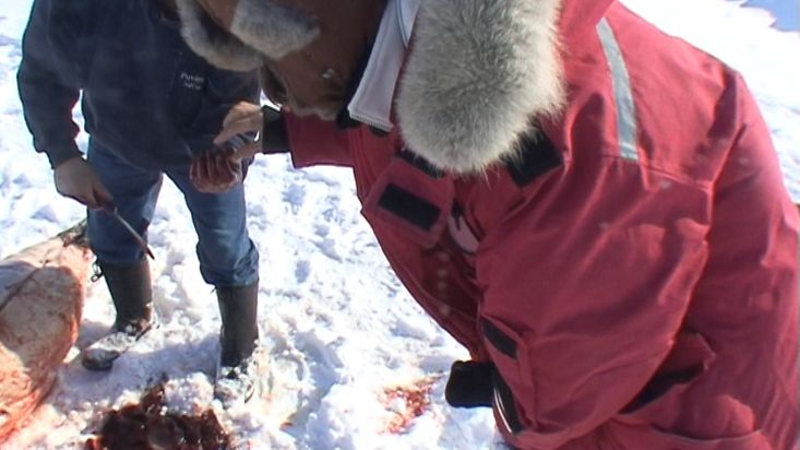 Inuit giving us liver of the seal with which they feed their dogs - Nanoq 2007 expedition