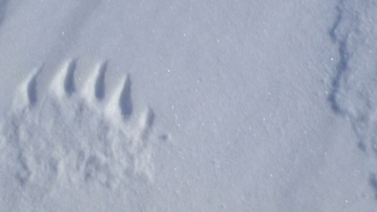Polar bear's footprints in Erebus and Terror Bay - Nanoq 2007 expedition