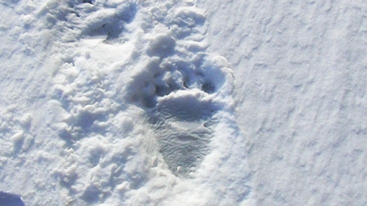 Polar bear footprints that visited our tent - Sam Ford Fiord  2010 expedition