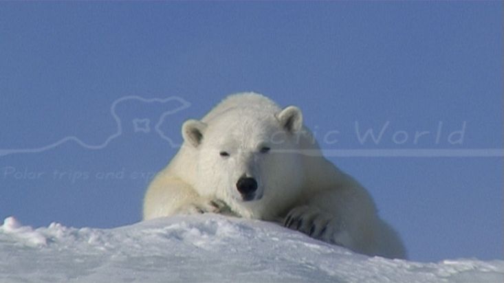 A polar bear in Erebus and Terror Bay - Nanoq 2007 expedition