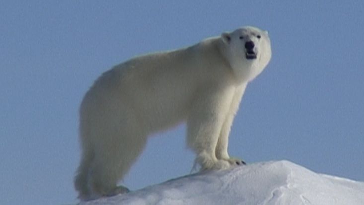 A polar bear in an ice mound in Erebus and Terror Bay - Nanoq 2007 expedition