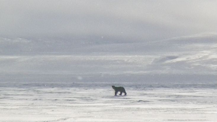 A polar bear near to the camp in Erebus and Terror Bay - Nanoq 2007 expedition