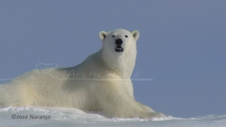A polar bear eating snow to hydratate himself in Erebus and Terror  Bay - Nanoq 2007 expedition