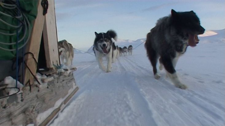 The arctic dogs dragging the sleds to Qikiqtarjuaq - Nanoq 2007 expedition