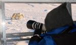Watching Polar Bears in Canada