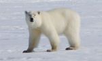 Watching Polar Bears in Canada