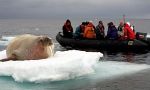 Navigation among the icebergs, the polar bear home