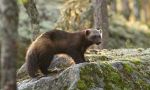 Brown Bear: the King of the taiga
