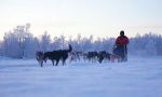 Great dogsled route in Lapland