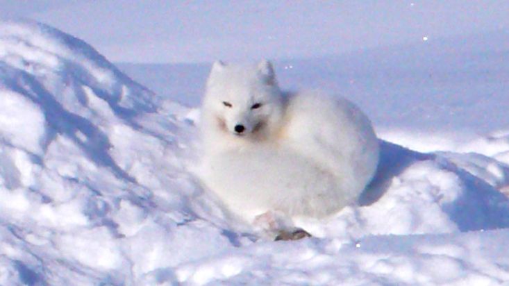 Polar fox video - Ski expedition Penny icecap 2009