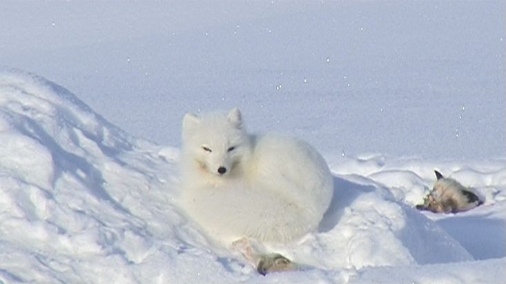 Polar fox - Penny Icecap 2009 expedition