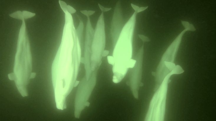 Snorkelling among belugas in Churchill, Canada - July 2016