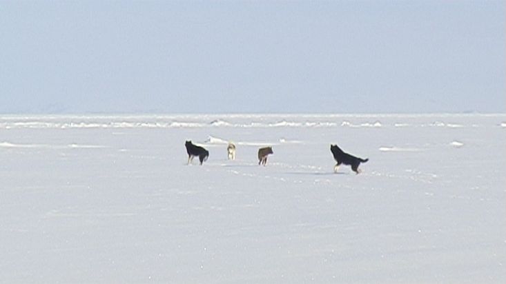 Waiting for the dogs that have let go of the sled - Nanoq 2007 expedition