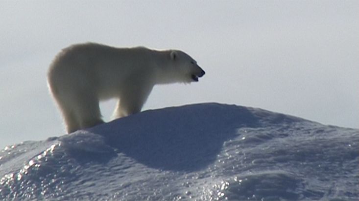 Travellers watching a polar bear in Erebus and Terror Bay - Nanoq 2007 expedition