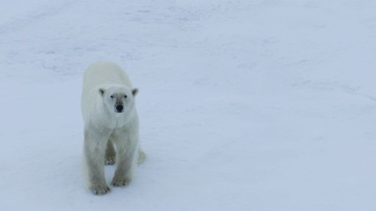 A polar bear moving closer to an icebraker in the Arctic Ocean - July 2017