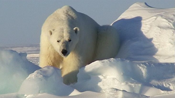 A great polar bear in the Wellington Channel - Nanoq 2007 expedition