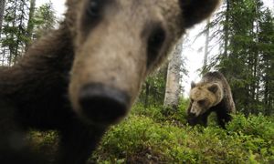 Brown Bear: the King of the taiga