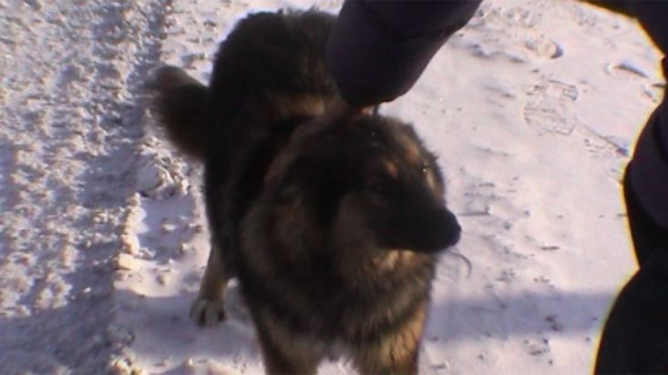 A dog in the Khtanga's street - Geographic North Pole 2002 expedition