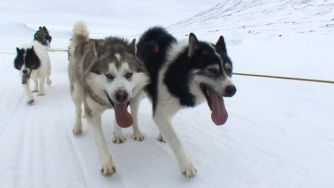 "Dogsled crossings