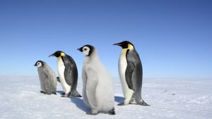 Photos of emperor penguins in Antarctica