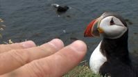 Puffins (Fratercula arctica) in Latrabjarg, Iceland - 2007