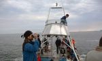 Belugas in Canada with children