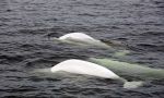 Belugas in Canada with children