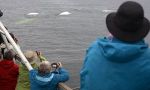 The largest beluga's migration in the World