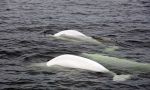 The largest beluga's migration in the World