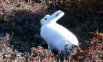  Arctic Cruise on the uninhabited eastern coast of Greenland