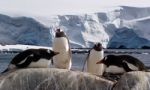 Antarctica Peninsula Cruise