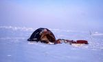 Ski crossing on the ice sea of Greenland