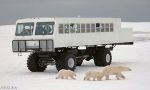 Watching Polar Bears in Canada