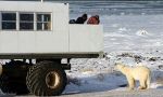 Watching Polar Bears in Canada