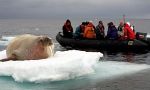 Navigation among the icebergs, the polar bear home Navigation among the icebergs, the polar bear home