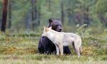 Brown Bear: the King of the taiga