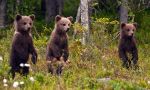 Brown Bear: the King of the taiga