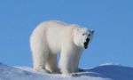 Dog sled expedition in the land of the last Inuit