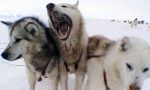 Dog sled expedition in the land of the last Inuit