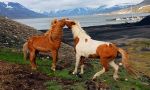 Svalbard, the archipelago at the North Pole gate