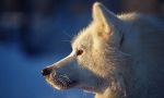 Dog sleighing safari in Lapland Great dogsled route in Lapland