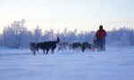 Dog sleighing safari in Lapland Great dogsled route in Lapland