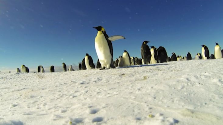 Colony of emperor penguins in Antarctica