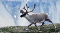 Video of wild caribous - Svalbard archipelago - July 2014